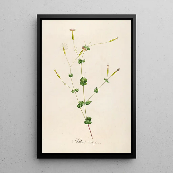 Description of rare cultivated plants at Malmaison and Navarre Pl05 - Pierre Joseph Redouté — framed artwork on a wall