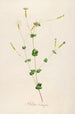 Description of rare cultivated plants at Malmaison and Navarre Pl05 - Pierre Joseph Redouté — artwork view