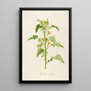 Pierre Joseph Redout - Description des plantes rares cultivees a Malmaison et a Navarre Pl06.webp