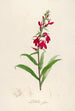 Description of rare cultivated plants at Malmaison and Navarre Pl07 - Pierre Joseph Redouté — artwork view