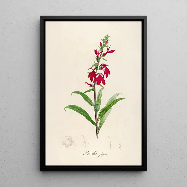 Description of rare cultivated plants at Malmaison and Navarre Pl07 - Pierre Joseph Redouté — framed artwork on a wall