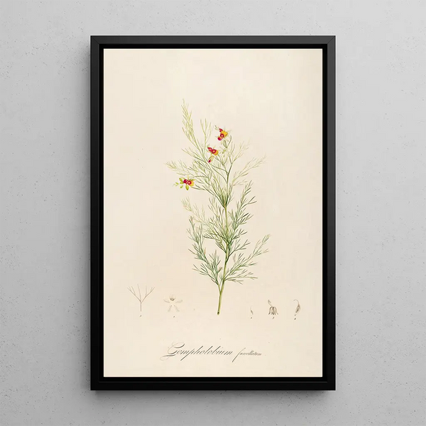 Description of rare cultivated plants at Malmaison and Navarre Pl11 - Pierre Joseph Redouté — framed artwork on a wall
