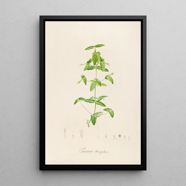 Description of rare cultivated plants at Malmaison and Navarre Pl12 - Pierre Joseph Redouté — framed artwork on a wall