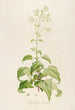 Description of Rare Cultivated Plants at Malmaison and Navarre Pl14 - Pierre Joseph Redouté — artwork view