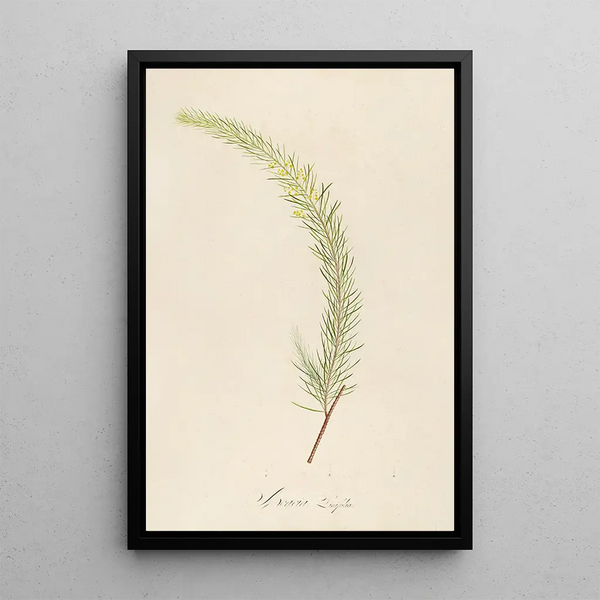 Description of rare cultivated plants at Malmaison and Navarre Pl19 - Pierre Joseph Redouté — framed artwork on a wall
