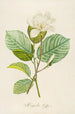 Description of rare cultivated plants at Malmaison and Navarre Pl20 - Pierre Joseph Redouté — artwork view