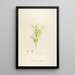 Description of rare cultivated plants at Malmaison and Navarre Pl27 - Pierre Joseph Redouté — framed artwork on a wall