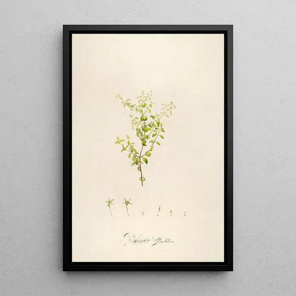 Description of rare cultivated plants at Malmaison and Navarre Pl27 - Pierre Joseph Redouté — framed artwork on a wall