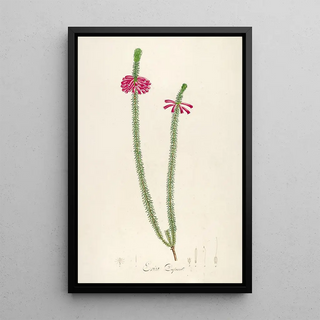 Pierre Joseph Redout - Description des plantes rares cultivees a Malmaison et a Navarre Pl28.webp