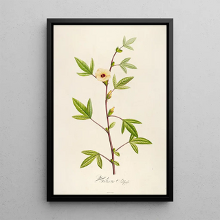 Pierre Joseph Redout - Description des plantes rares cultivees a Malmaison et a Navarre Pl29.webp