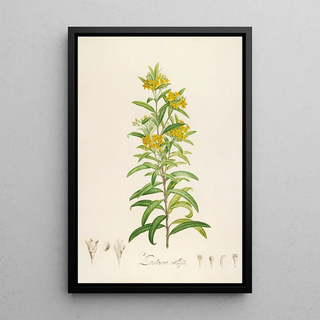 Pierre Joseph Redout - Description des plantes rares cultivees a Malmaison et a Navarre Pl30.webp