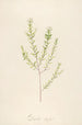Description of rare cultivated plants at Malmaison and Navarre Pl31 - Pierre Joseph Redouté — artwork view