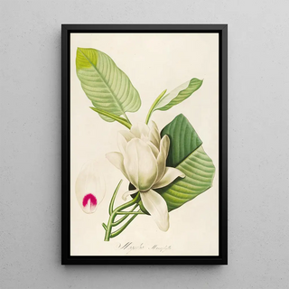 Pierre Joseph Redout - Description des plantes rares cultivees a Malmaison et a Navarre Pl33.webp