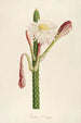 Description of Rare Cultivated Plants at Malmaison and Navarre Pl36 - Pierre Joseph Redouté — artwork view