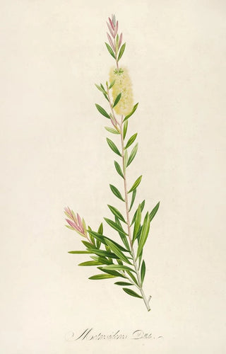 Pierre Joseph Redout - Description des plantes rares cultivees a Malmaison et a Navarre Pl41.webp