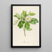 Description of rare cultivated plants at Malmaison and Navarre Pl42 - Pierre Joseph Redouté — framed artwork on a wall