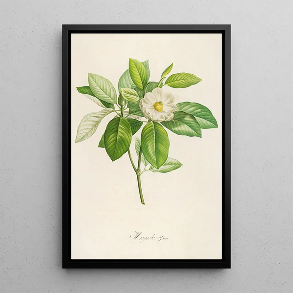 Description of rare cultivated plants at Malmaison and Navarre Pl42 - Pierre Joseph Redouté — framed artwork on a wall
