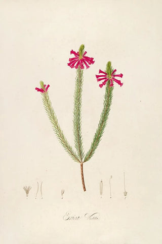 Pierre Joseph Redout - Description des plantes rares cultivees a Malmaison et a Navarre Pl43.webp