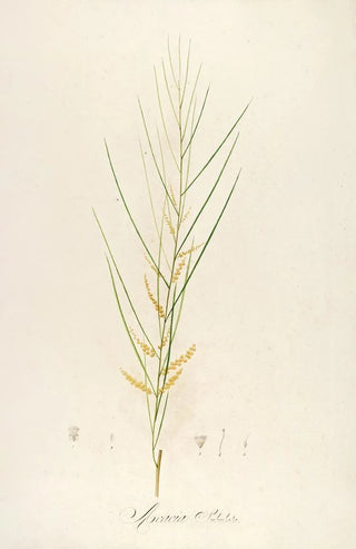 Pierre Joseph Redout - Description des plantes rares cultivees a Malmaison et a Navarre Pl45.webp