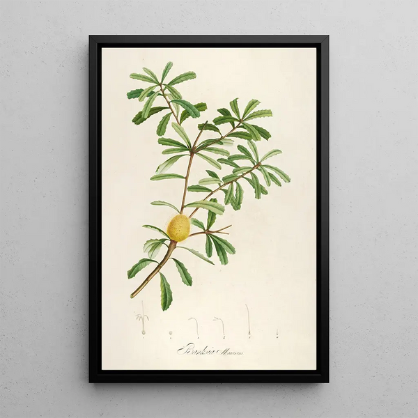 Description of rare cultivated plants at Malmaison and Navarre Pl48 - Pierre Joseph Redouté — framed artwork on a wall
