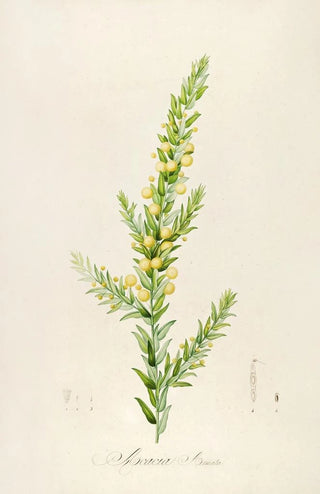 Pierre Joseph Redout - Description des plantes rares cultivees a Malmaison et a Navarre Pl55.webp