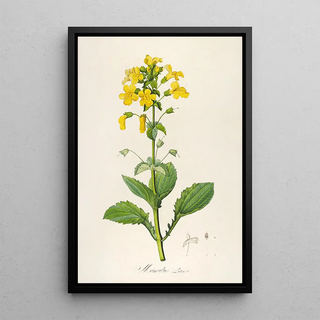 Pierre Joseph Redout - Description des plantes rares cultivees a Malmaison et a Navarre Pl60.webp