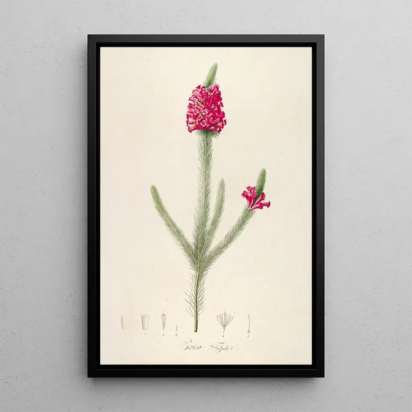 Description of rare cultivated plants at Malmaison and Navarre Pl61 - Pierre Joseph Redouté — framed artwork on a wall