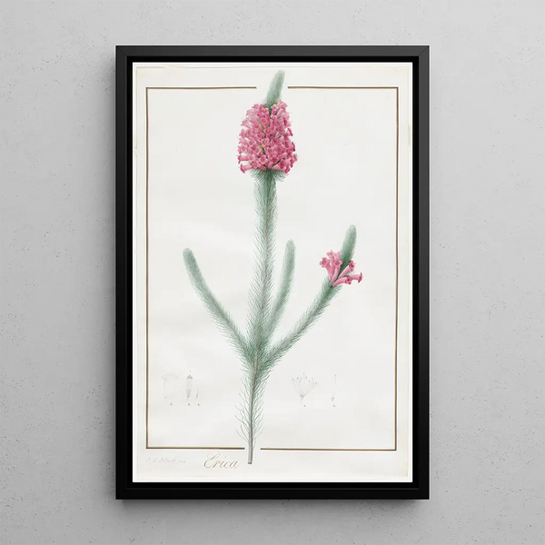 Erica fulgida - Pierre Joseph Redouté — framed artwork on a wall