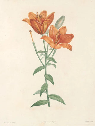 Pierre Joseph Redout - La botanique de J J Rousseau Pl 01.webp
