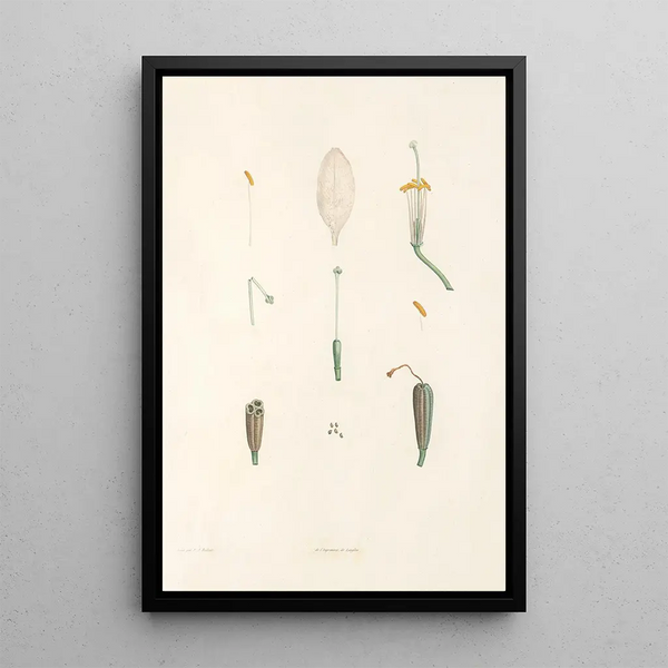 La botanique de J J Rousseau Pl 02 - Pierre Joseph Redouté — framed artwork on a wall