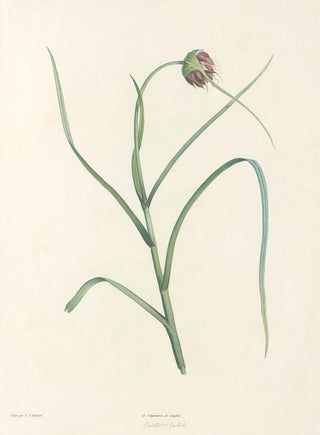 Pierre Joseph Redout - La botanique de J J Rousseau Pl 07.webp