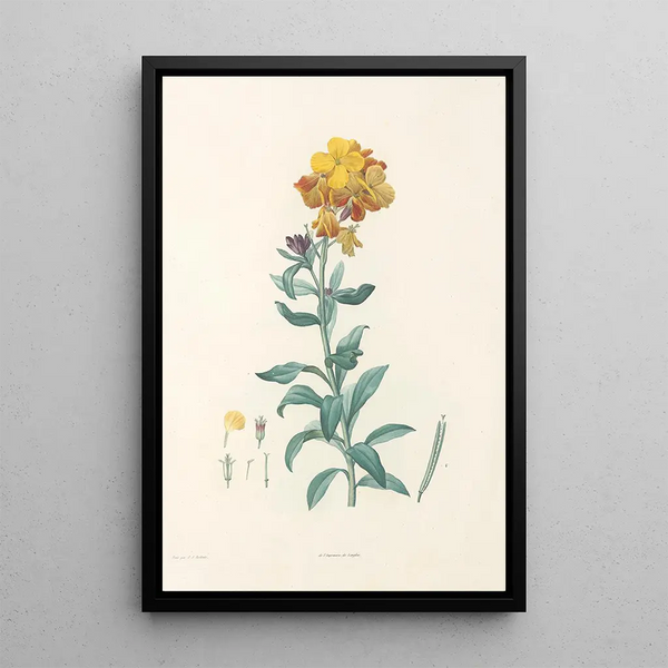 La botanique de J J Rousseau Pl 08 - Pierre Joseph Redouté — framed artwork on a wall