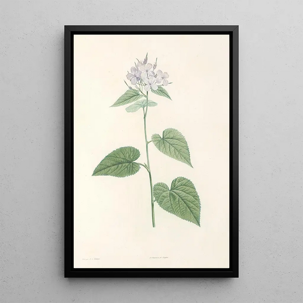 La botanique de J J Rousseau Pl 12 - Pierre Joseph Redouté — framed artwork on a wall