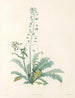 La botanique de J. J. Rousseau Pl 13 - Pierre-Joseph Redouté — vista de la obra
