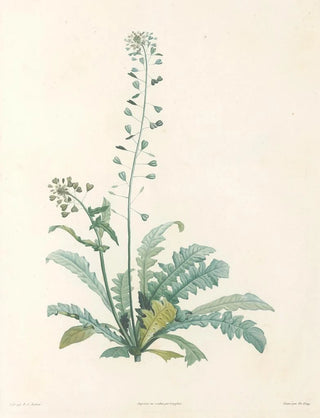 Pierre Joseph Redout - La botanique de J J Rousseau Pl 13.webp