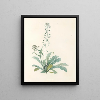 Pierre Joseph Redout - La botanique de J J Rousseau Pl 13.webp