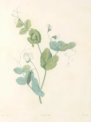 Pierre Joseph Redout - La botanique de J J Rousseau Pl 14.webp