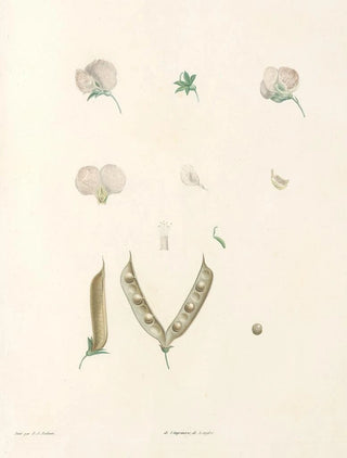 Pierre Joseph Redout - La botanique de J J Rousseau Pl 15.webp