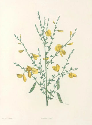 Pierre Joseph Redout - La botanique de J J Rousseau Pl 16.webp