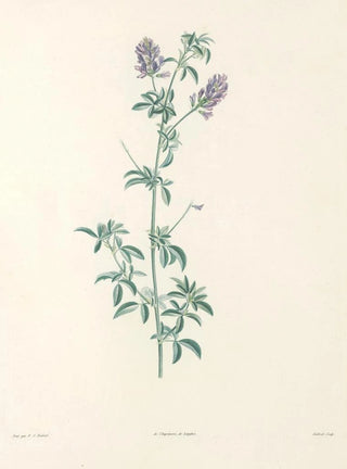 Pierre Joseph Redout - La botanique de J J Rousseau Pl 17.webp