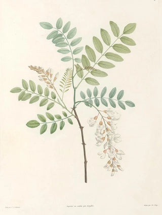 Pierre Joseph Redout - La botanique de J J Rousseau Pl 18.webp
