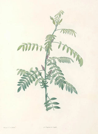 Pierre Joseph Redout - La botanique de J J Rousseau Pl 19.webp