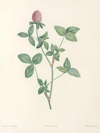 Pierre Joseph Redout - La botanique de J J Rousseau Pl 20.webp