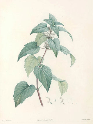 Pierre Joseph Redout - La botanique de J J Rousseau Pl 21.webp