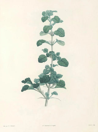 Pierre Joseph Redout - La botanique de J J Rousseau Pl 23.webp
