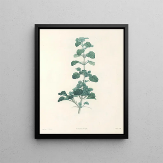 Pierre Joseph Redout - La botanique de J J Rousseau Pl 23.webp