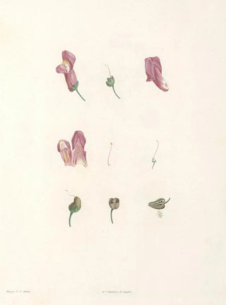Pierre Joseph Redout - La botanique de J J Rousseau Pl 25.webp