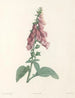 La botanique de J. J. Rousseau Pl 27 - Pierre-Joseph Redouté — artwork view