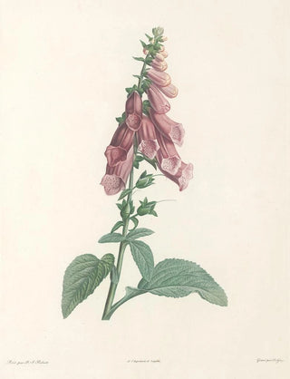 Pierre Joseph Redout - La botanique de J J Rousseau Pl 27.webp