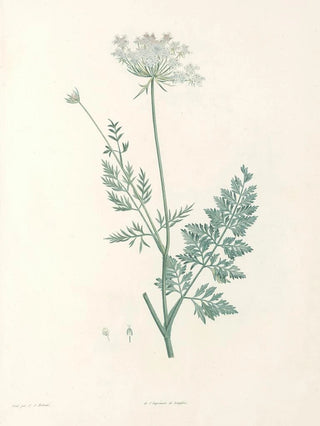 Pierre Joseph Redout - La botanique de J J Rousseau Pl 28.webp